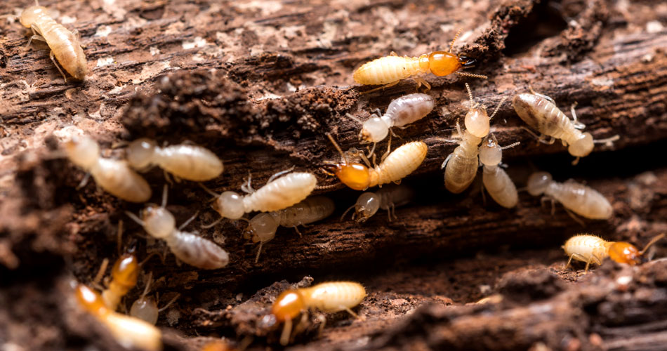 WDO-Termite2 Termite Inspection Services